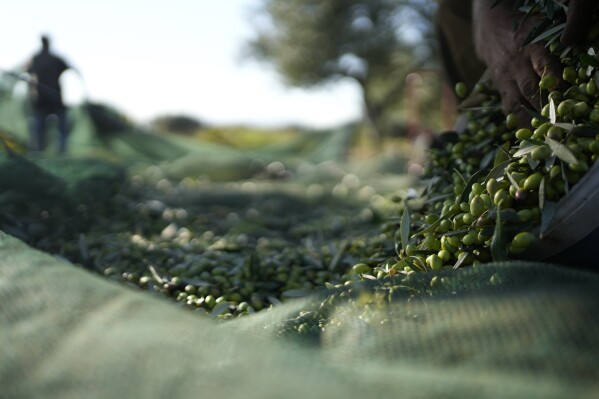 A worker collects olives during the harvest period in Spata suburb, east of Athens, Greece, Monday, Oct. 30, 2023. Across the Mediterranean, warm winters, massive floods, and forest fires are hurting a tradition that has thrived for centuries. Olive oil production has been hammered by the effects of climate change, causing a surge in prices for southern Europe's healthy staple. (AP Photo/Thanassis Stavrakis)