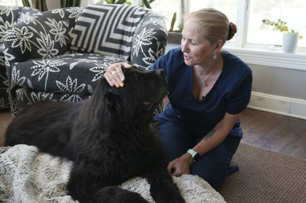 Dr. Lisa Walling greets her 13-year-old hospice patient, Rugby, a Newfoundland, in the dog's home in Bedford, N.Y., on Tuesday, May 7, 2024. As an end-of-life care veterinarian, Walling considers both pet and owner to be her patients. She’s there to make sure animals are as comfortable as possible in their final days, and help humans through the difficult decision of knowing when it’s time to say good-bye. At a later visit, after Rugby had deteriorated further, she euthanized her surrounded by her family. (AP Photo/Mary Conlon)