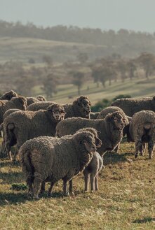 Merino