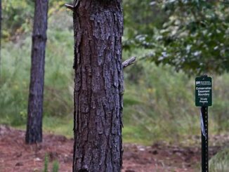 Georgia conservation easement