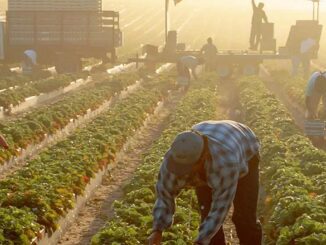 farmworkers in the heat