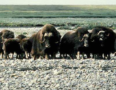 musk oxen