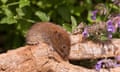 A field vole on log.