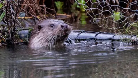 otter in the water