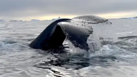 Humpback whale's tail