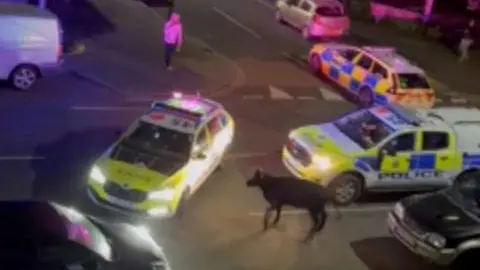 Cow on street in Surrey 