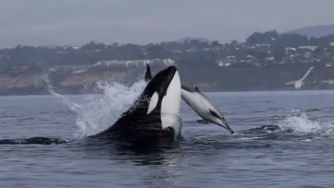 A killer whale hunts a dolphin near San Diego