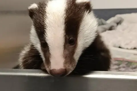 Badger Martha