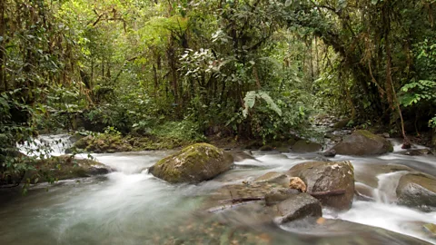 The Los Cedros Biological Reserve in northern Ecuador (Credit: Murray Cooper)
