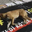 A stray dog at a protest in Ankara