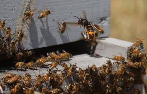 How electric harps are protecting honey bees