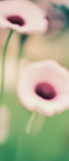 รูปภาพดอกไม้แบบซอฟต์โฟกัสในทุ่งพร้อมข้อความพรอมต์ "รูปภาพดอกไม้แบบซอฟต์โฟกัส"
