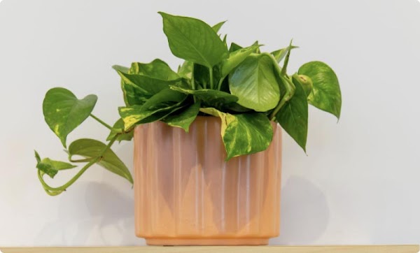 Foto de una planta verde en un macetero de color cobre sobre un estante de madera.