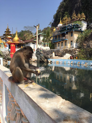 Un babuino come en el borde de una piscina fuera de un templo.