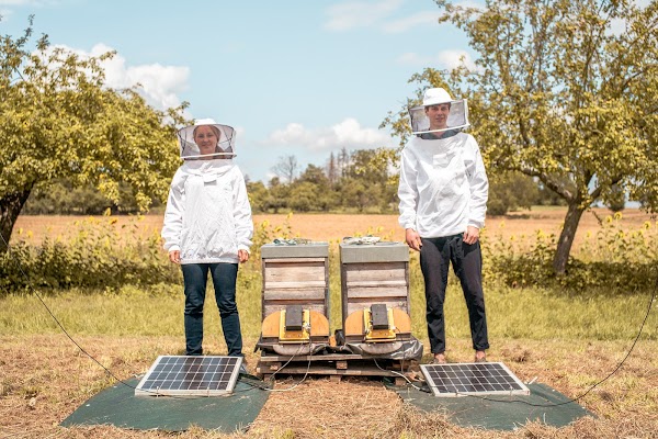Conoce al equipo que utiliza soluciones de aprendizaje automático para salvar a las abejas del mundo