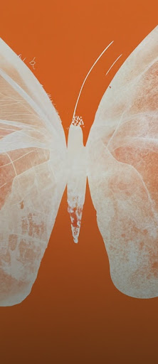 Рентгеновское изображение бабочки белого цвета на оранжевом фоне и запрос "Рентгеновский снимок бабочки в полутонах оранжевого цвета".