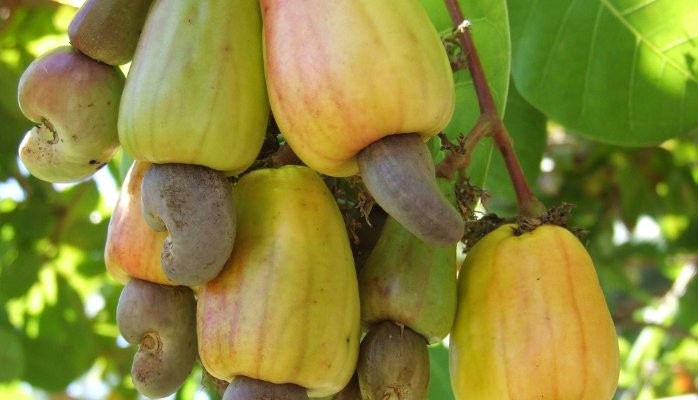 Traceability of cashew nuts