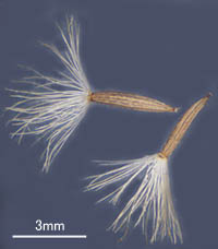 アキノキリンソウ果実の冠毛