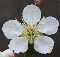 ウメの花