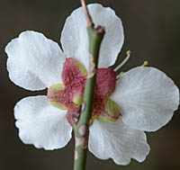 ウメの花の裏