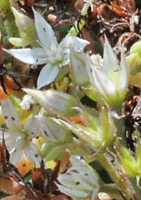 ウスユキマンネングサの花序