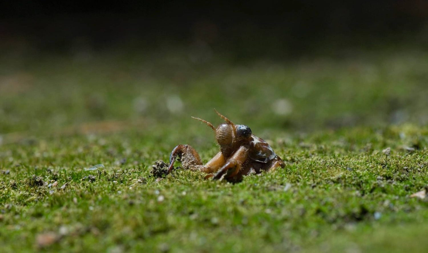 セミの幼虫は 土の中に何年いる？