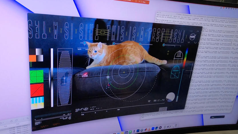 An image of Taters the cat displayed on a curved computer monitor