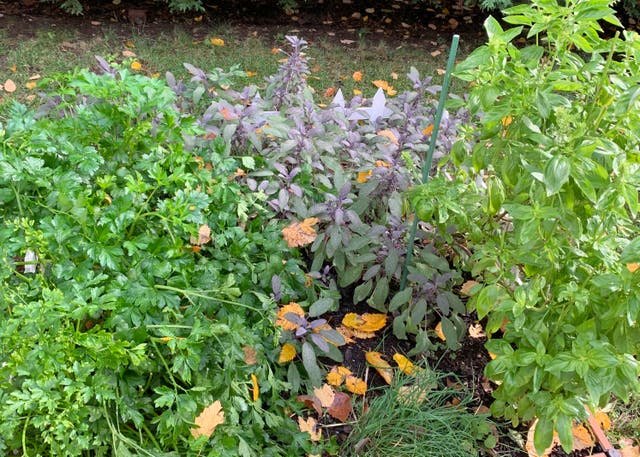 Gardening-Herbs