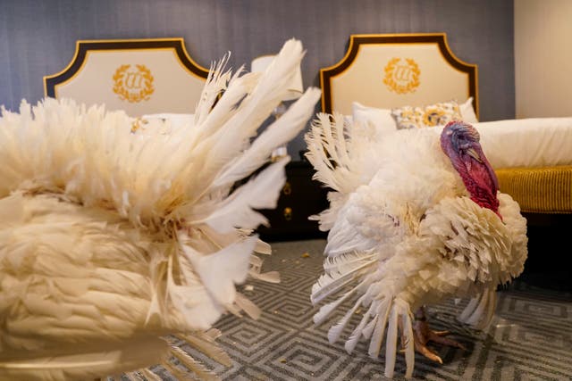 Biden Turkey Pardon